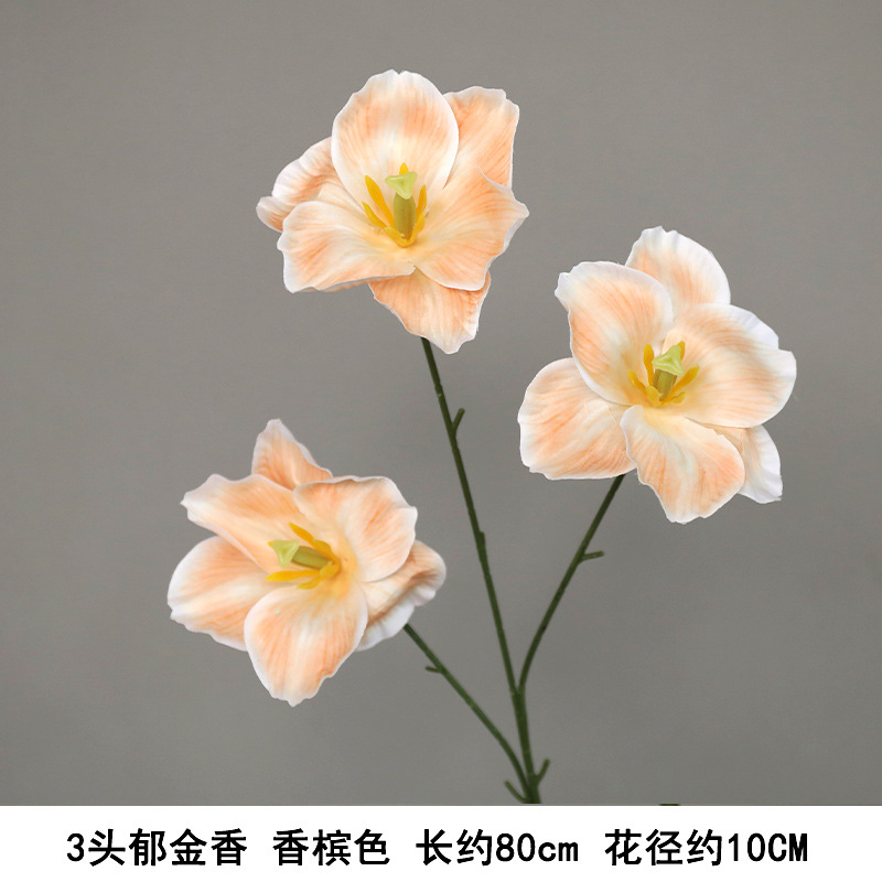 세 머리 튤립 샴페인