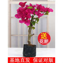 ����÷����ֲ�ﻨ������Ʒ�Nõ���̨ͥԺ�����՚��ļ��_�ڻ��辰