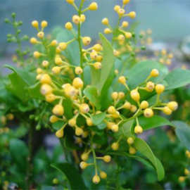 一件代发米兰花盆栽包邮室内花苗浓香型花卉植物四季开花绿植客厅