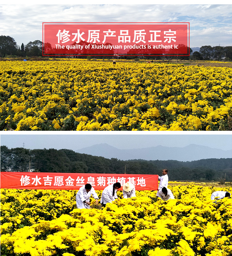 金丝皇菊茶 (10)