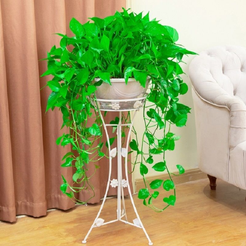 Extra-Large Pot with Long Vines, Large-Leaf Green Plant for Formaldehyde Removal, Hydroponic Spider Plant, Soil-Grown Indoor Air Purifier Extra-Large Pot with Long Vines, Large-Leaf Green Plant for Formaldehyde Removal, Hydroponic Spider Plant, Soil-Grown Indoor Air Purifier