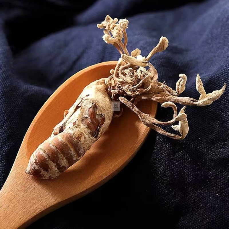 Jin Chan Hua (Cordyceps cicadae) — Dried Food-Herb Fungus for Decoction & Soup preparation