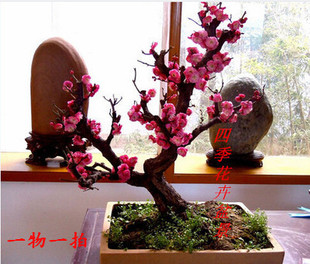 ����t÷���辰��ɰ÷��÷�D÷����t���͘䘶�҃����Ϙ��ͺ�����