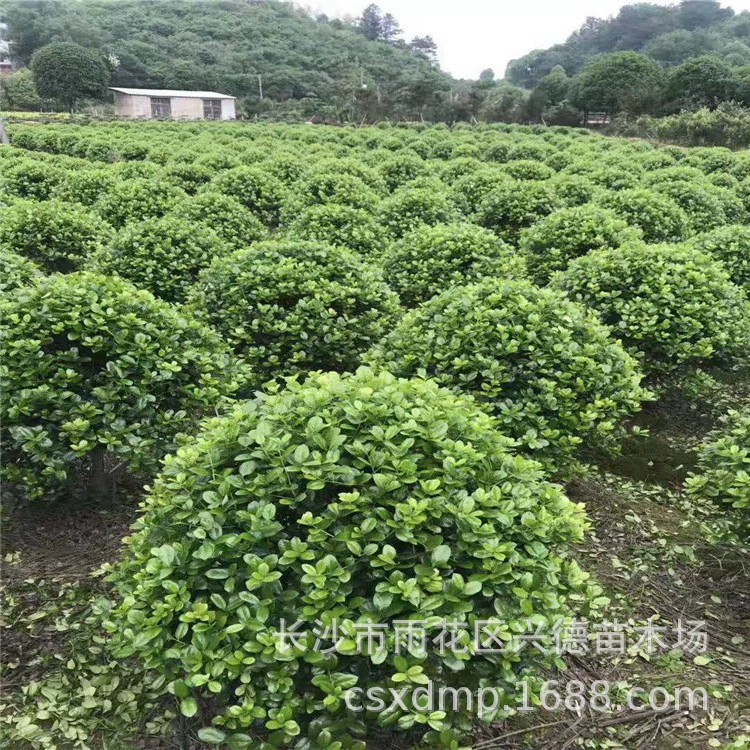 Оптовые продажи шариков из ягод морозника, рассады морозника без шипов, садовых растений, колонн из морозника, гарантия качества