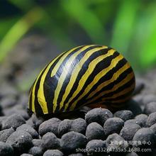 �^�p���O�������S�ݽ���R���[�����ݺڽ����������坍������w��