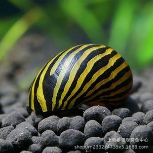 �^�p���O�������S�ݽ���R���[�����ݺڽ����������坍������w��