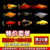 Special offer of viviparous fish in random pack of 20 pieces