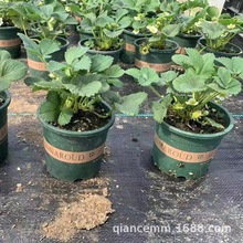 ���l��ݮ�����Ԏ����ļ��׻����Ͳ�ݮ�҃��̨ͥԺ�ϱ����Nֲ����