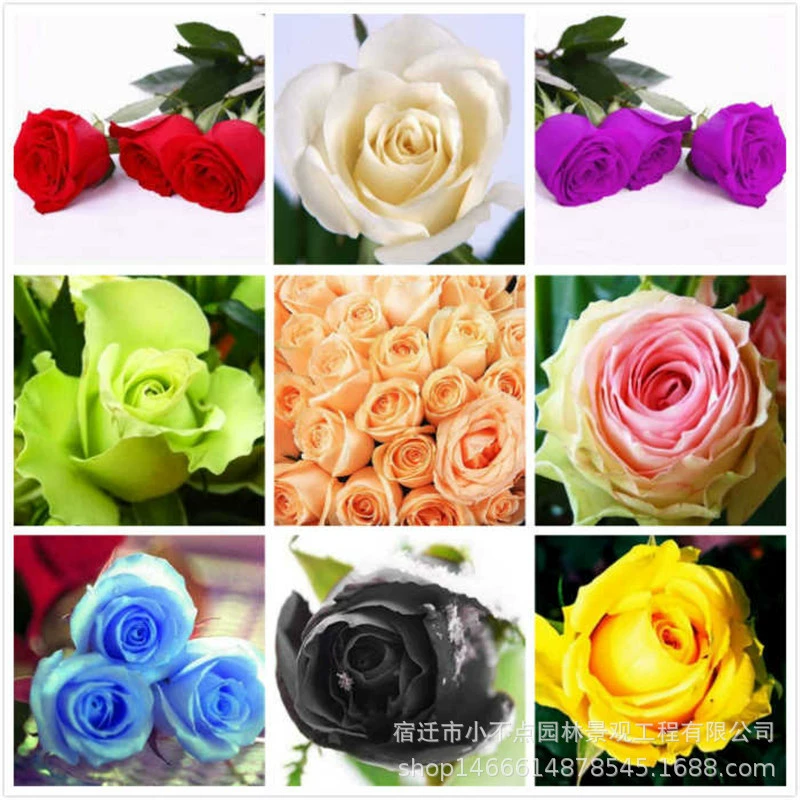 Семена розы семена Four Seasons легкая Посадка Крытый балкон в горшке четыре сезона цветение легко жить