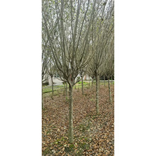 西府海棠 西府海棠树批发 高度5~12公分可选 西府海棠工程苗供应