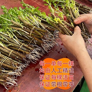 ��轘���ʳ������~���������ӷNֲ���Ϸ��ļ��߲��̨���ԾGֲ