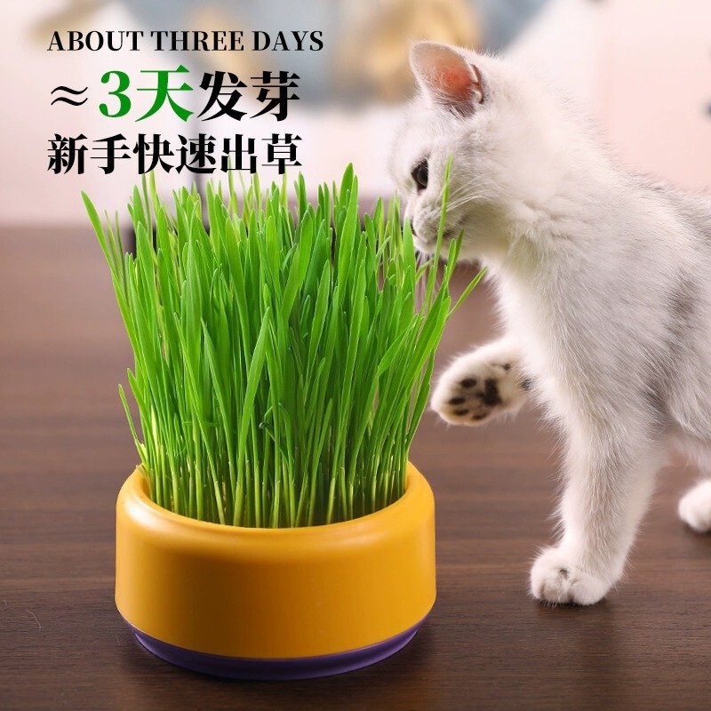 Cat Grass Potted Seeds Soilless Hydroponic Catnip Wheat Self-Seeding Seedlings Kitten Snacks Supplies