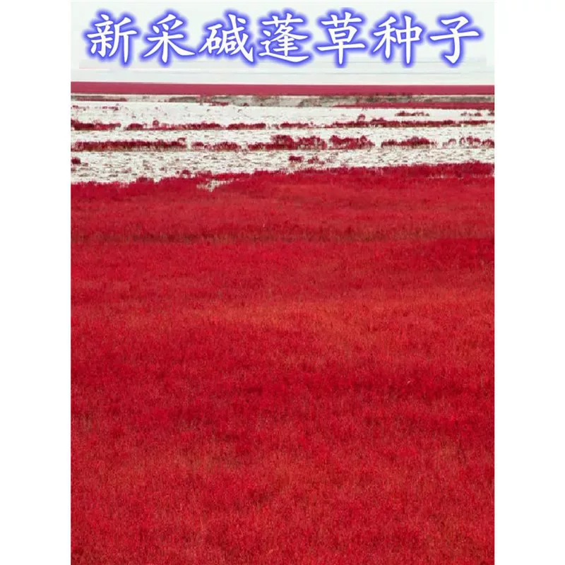 Семена краснокрылого амаранта для улучшения почвы и зеленения соленых-щелочных почв.