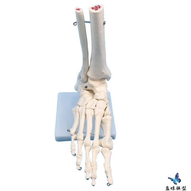 ����Źؽڸ��ʹ�ģ�� ����1:1 ��ؽڹ����˶�ϵͳ�����������