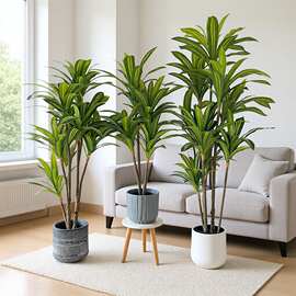 大型落地绿植巴西木盆栽家居室内装饰摆件树巴西铁植物