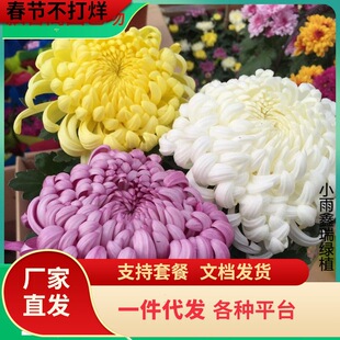 һ�����l�ջ����Ծջ����ͺ�ֲ���_����ջ�������ƹ�Ҿ��L�ۻ���