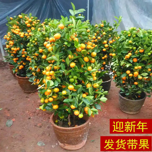 ��ۘ����Կ�ʳ�Î������Ә����҃ȿ͏d���;Gֲ������������辰