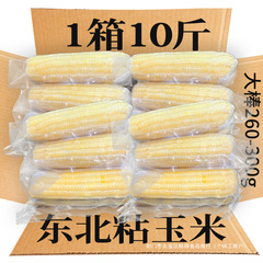 東北のトウモロコシのモチモチとしたトウモロコシの新鮮な香りと甘いモチとした白いトウモロコシの棒がくっつきます。