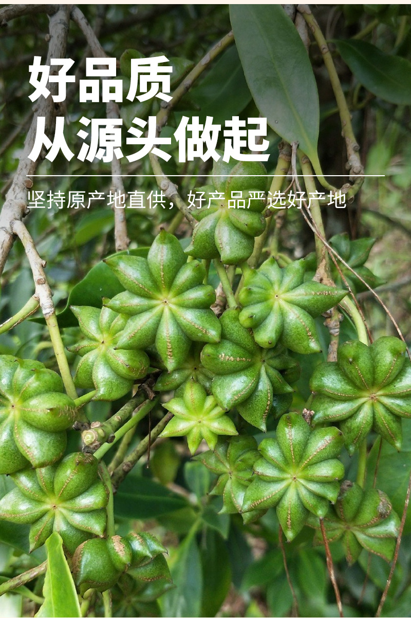 Star Anise (Illicium verum) — Whole Dried Ba Jiao Spice for Braising & Broth key features