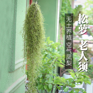 Air Pineapple Soilless Plant Lichen Indoor Wall Hanging Hanging Formaldehyde-Absorbing Air Flowers and Green Plants for the Elderly