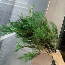 【松柏叶侧柏枝】侧柏 永生花 柏树叶 圣诞叶材 云南真花厂家批发