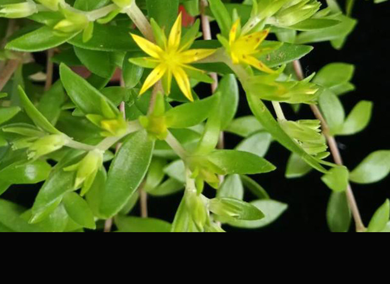 Dried Sedum Herb Chui Pen Cao 500g Wild-Crafted Whole Plant for Tea and Decoction quality and texture