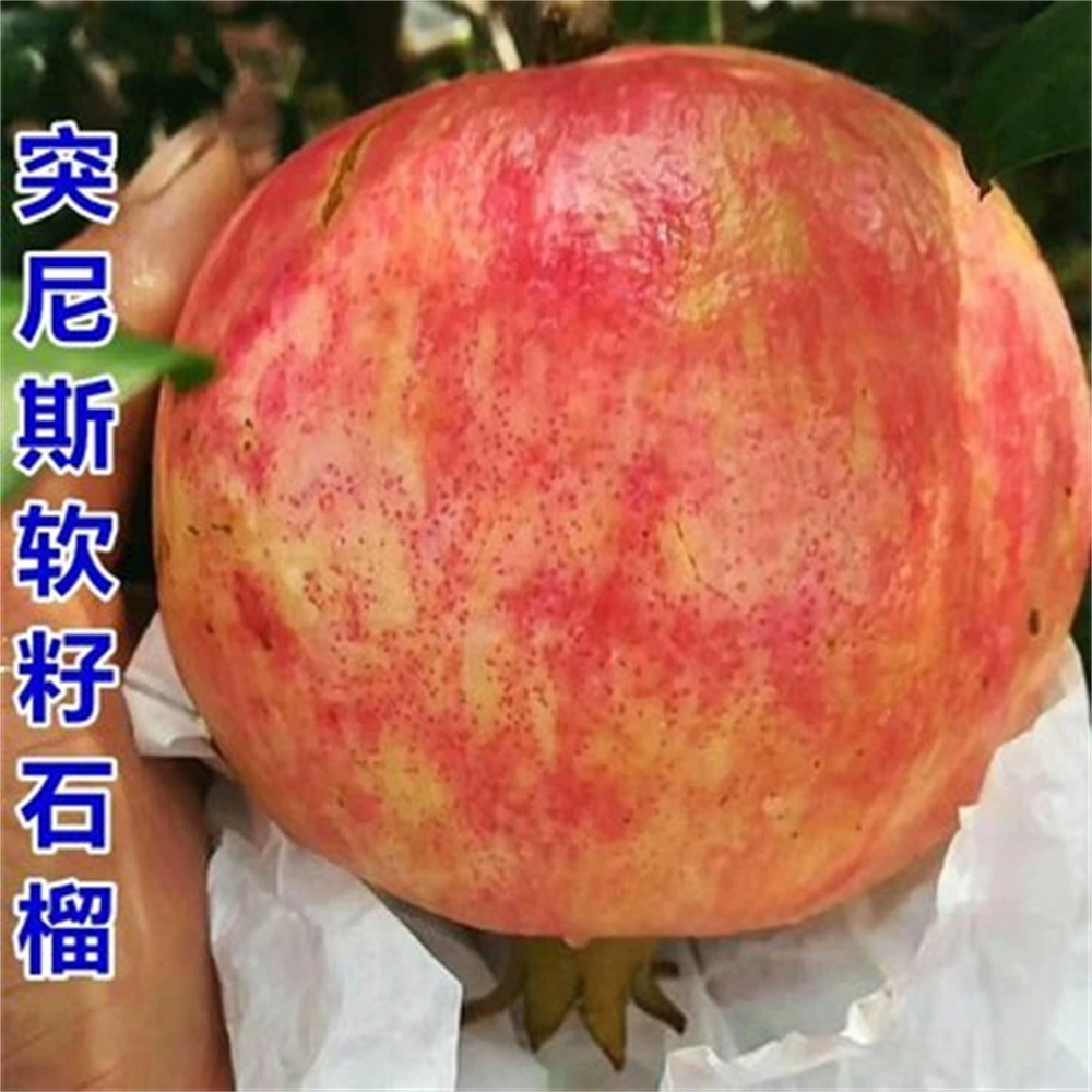 Израиль Черные мягкие семена граната в горшке Кислый гранатовый двор во дворе в горшке Посадка саженцев плодовых деревьев на юге и севере года