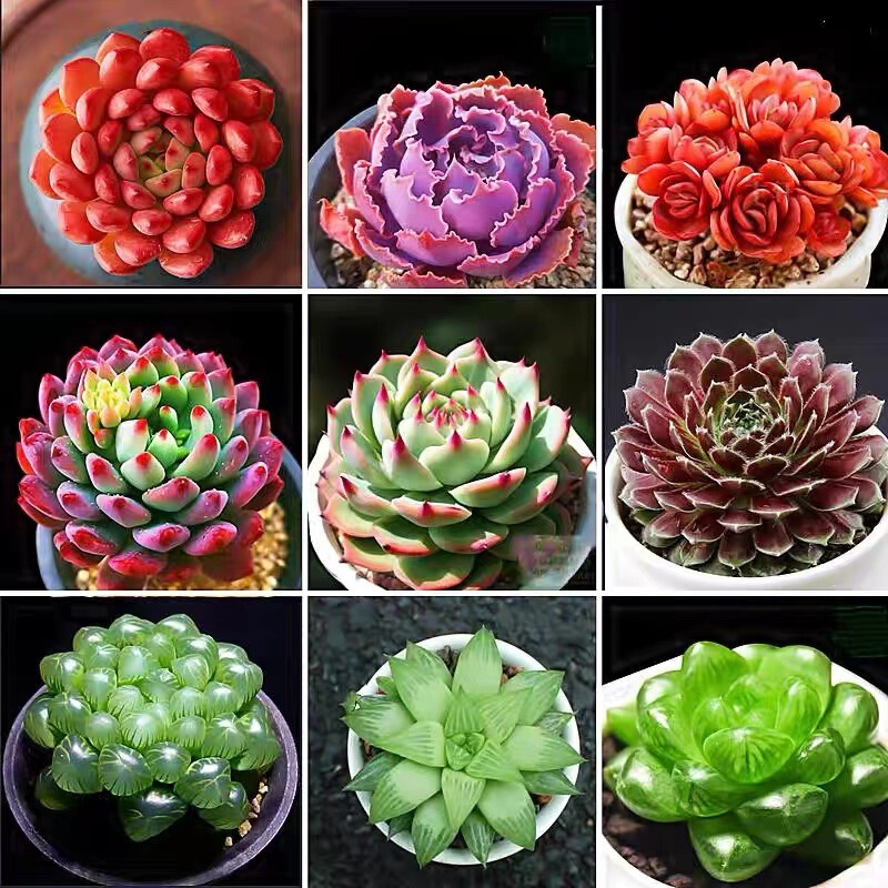 Base self-produced fleshy plants wholesale small fleshy flower combination potted fleshy plants stone flower jade dew