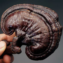 500g长白山紫灵芝 东北半野生灵芝泡酒泡茶 中老年泡水