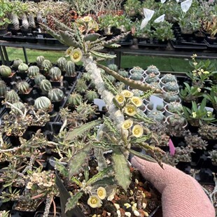 �}�����Ǵ��Euphorbia capsaintemariensis�K����������