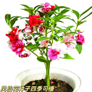 �P�ɻ��N�����ļ�ͥԺ���Ե����P��͸�ǲ�ָ�׻��������Ҽt���P��