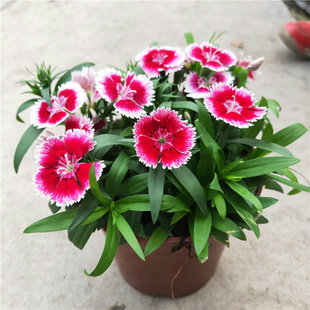 ʯ�����Դ����ͺ�ֲ�����������ͥԺ�̨�GֲС�������ΰ���]