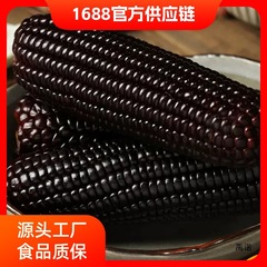 整箱东北玉米10支装黑糯玉米新鲜现摘黏粘甜玉米棒粒真空包装批发