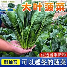 大叶菠菜种子耐热夏季种籽菠菜种籽春秋冬四季农家蔬菜菠菜籽种孑