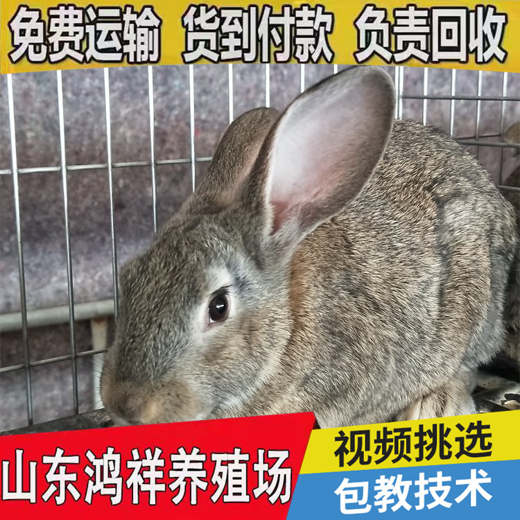 u=2678754738,2731642060&am