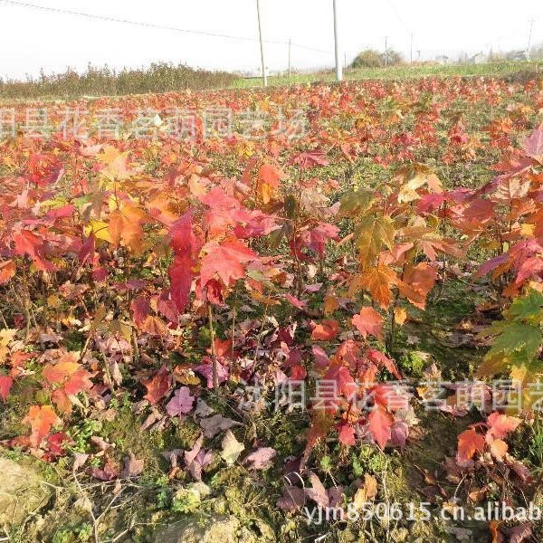 Поставка семян посев красный клен саженцы все виды красный клен саженцы выживаемость высокий рост быстрый база прямых продаж