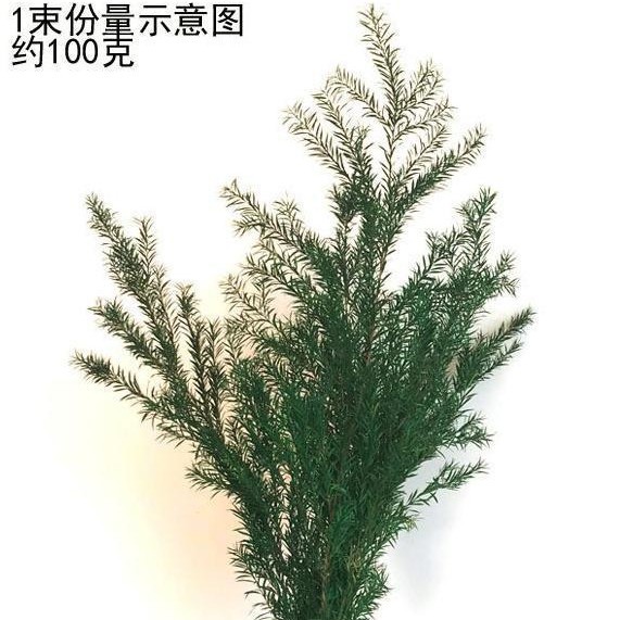 영원한 멜라루카 금다발-드라이플라워백