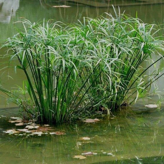 批发 旱伞草苗  旱伞草苗价格  湿地  河床绿化 挺水植物  仟花轩