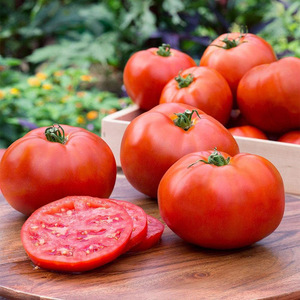 产地直发农家食品普罗旺斯水果西红柿新鲜大番茄现摘现发新鲜水果