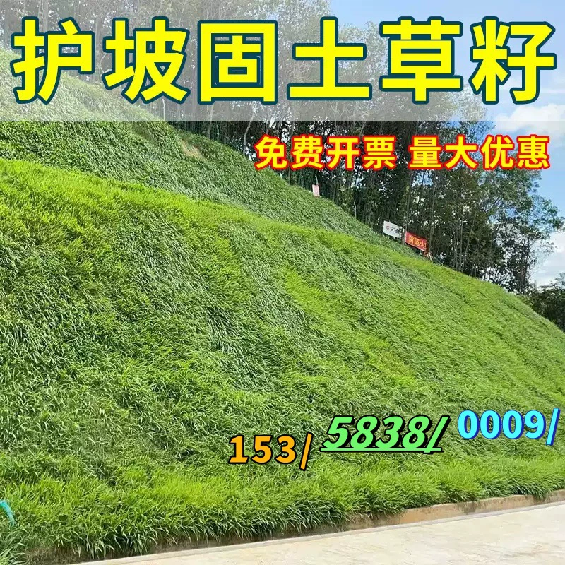 Семена травы для защиты склонов и озеленения, морозостойкая многолетняя люцерна, семена белого клевера, семена вечнозеленого газонного газонного дерева.