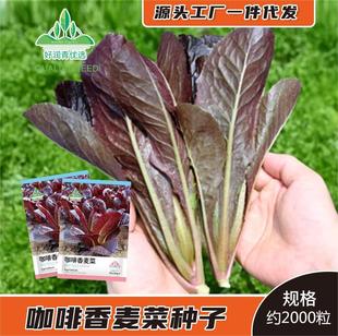 ���������˷N����ɫ�����˼t��ȸ�˷N���ļ�����ɳ�������߲˷N��