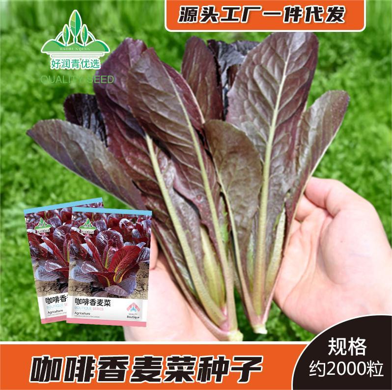 咖啡香麦菜种子紫色油麦菜红孔雀菜种籽四季盆栽沙拉生菜蔬菜种子