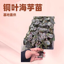 办公居家桌面绿植小盆栽铜叶海芋网红趣味园林热植四季常绿可水培