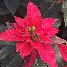 2412B һƷ�t�Ї��t�r�������ļ��_��������ͥԺ�̨�͏d�^��ֲ��