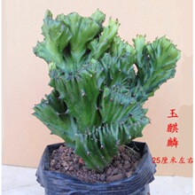 �����������҃��̨�Gֲ������������ָɽ���������Ǝ����t���뻨