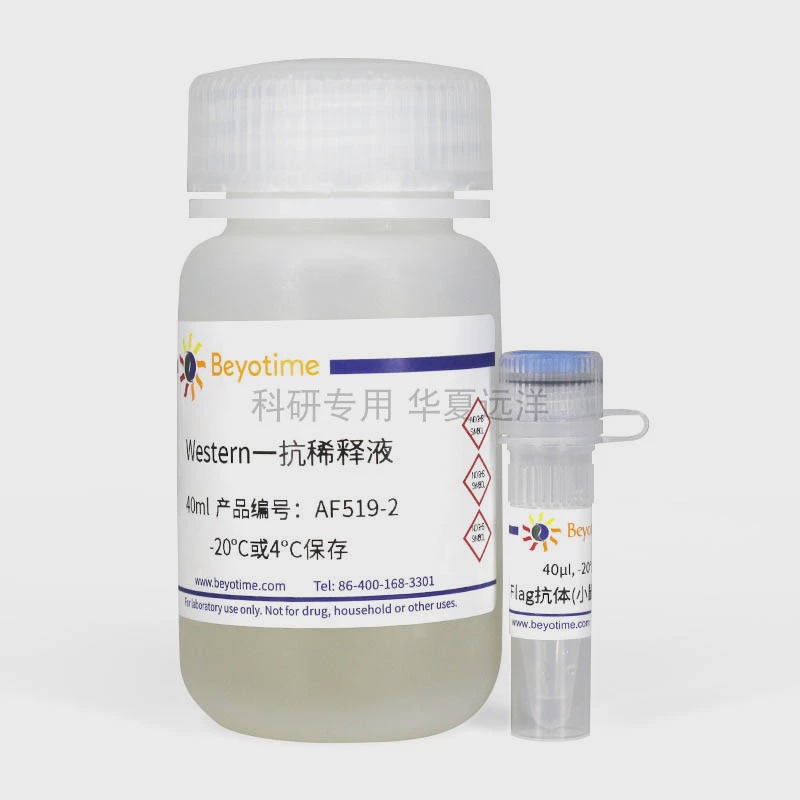 AF519-40次，Flag抗体(小鼠单抗)，碧云天