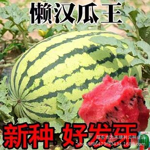 ���ڑНh���ϷN�ӑНh����Ƥ�����ش�߮a�Нh�����ϷN��