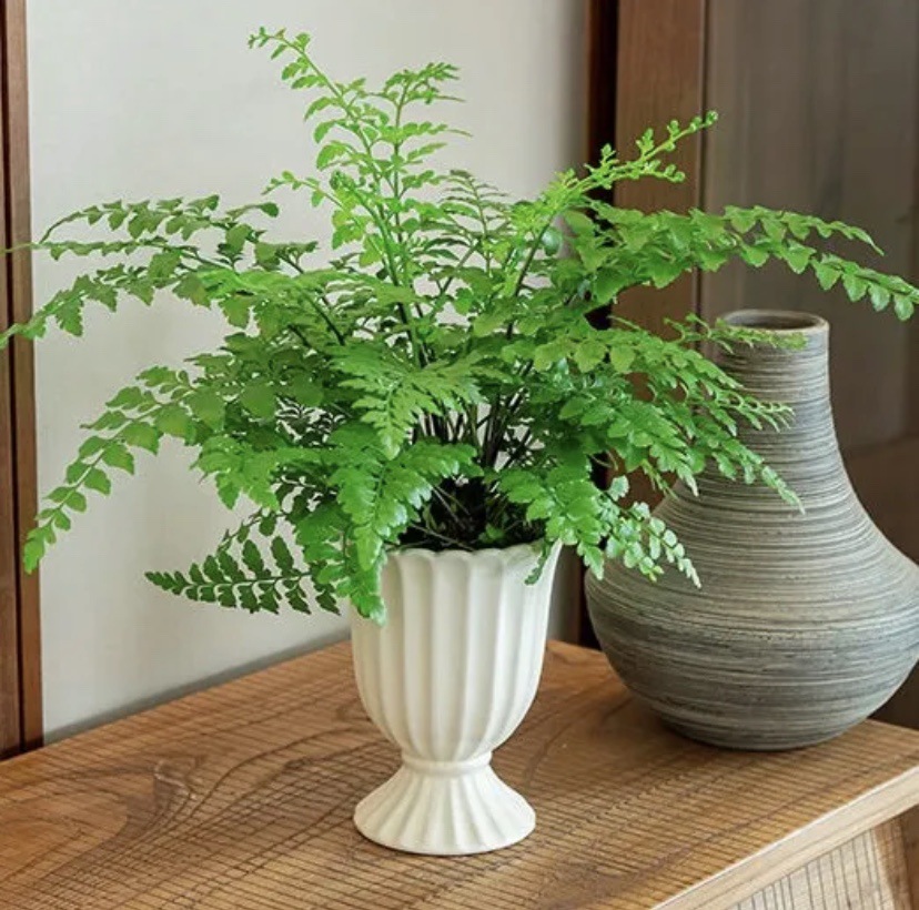 Jim Fern + Bacia para Taça de Vinho Branco Pérola