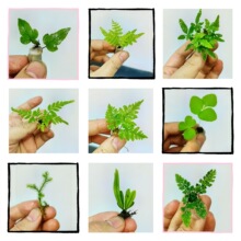 拇指盆栽迷你蕨类苔藓微景观创意小植物桌面盆景可爱鲜活绿植