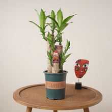 �����߰���ľ�lѿ���~����ˮ������͏d�k���һ��ܾGֲ���l